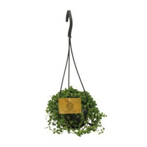 Senecio Rowleyanus - Ø11cm - ↕15cm