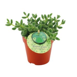 Delosperma Echinatum - Ø12cm - ↕20cm