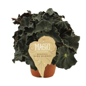 Begonia Rex Dark Mambo - Ø12 ↕25