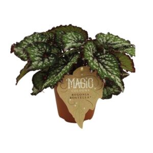 Begonia Rex Bostella - Ø12 ↕25