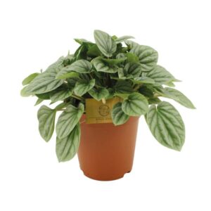 Peperomia Moonlight - Ø15cm - ↕25cm