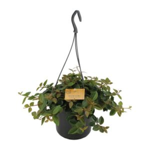 Peperomia Ang.Rocca Scuro - Ø15cm - ↕25cm