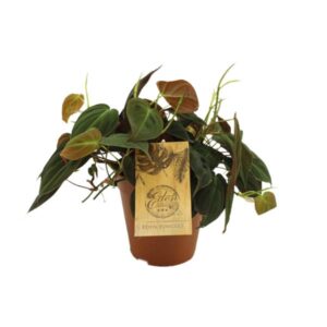 Philodendron Micans - Ø15cm - ↕40cm