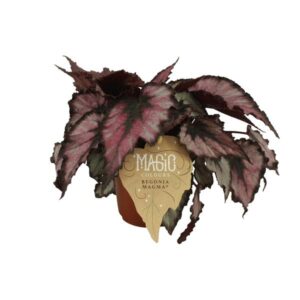 Begonia Rex Magma - Ø12 ↕25