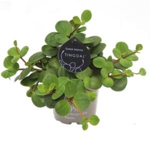 Peperomia Pecunifolia Pecunii - Ø11 ↕13
