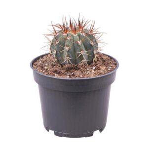 Melocactus Azureus - Ø12 ↕17