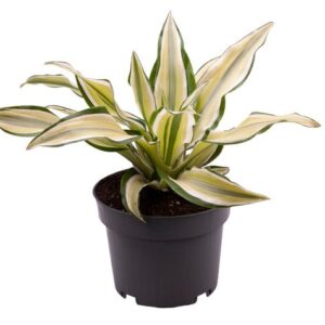 Dracaena Malaika - Ø12 ↕22