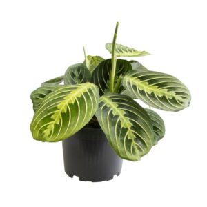 Maranta Lemon Lime - Ø12 ↕30