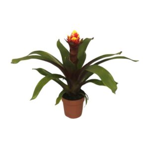 Guzmania Crown - Ø12cm - ↕45cm