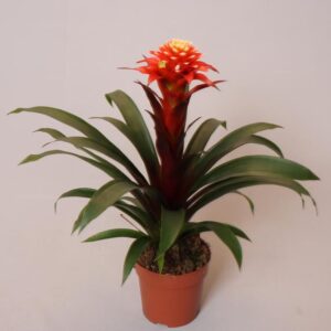 Guzmania Elena - Ø12 ↕45