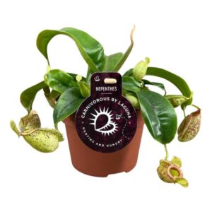 Nepenthes Hookeriana - Ø12 ↕17