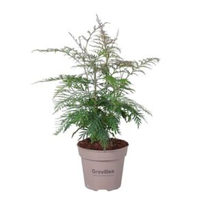 Grevillea Robusta - Ø15cm - ↕45cm