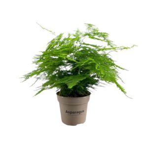 Asparagus Setaceus - Ø15cm - ↕45cm