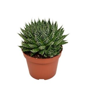 Aloe Zambezi - Ø10,5 ↕17