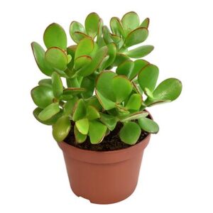 Crassula Ovata - Ø10,5 ↕15