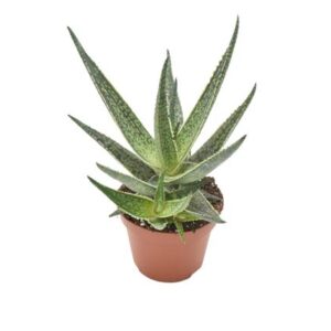 Aloe Riana - Ø10,5 ↕15