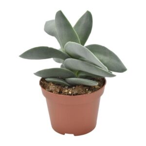 Crassula Boomerang - Ø11cm - ↕15cm