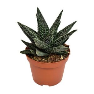 Haworthia Royal Highness - Ø10,5 ↕17