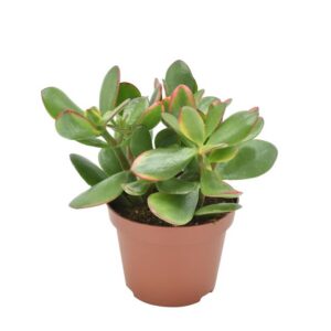 Crassula Ovata Sunset - Ø10,5 ↕15