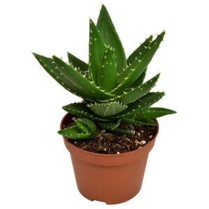 Aloe Mitriformis - Ø10,5 ↕20
