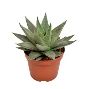 Haworthia Savanna - Ø10,5 ↕15