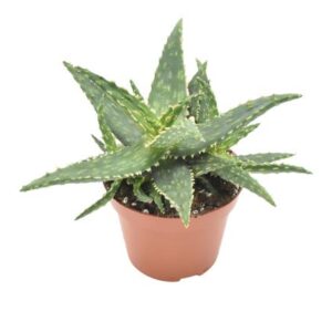 Aloe Thiba - Ø10,5 ↕15