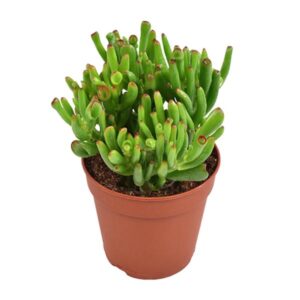 Crassula Ovata Hobbit - Ø12cm - ↕23cm