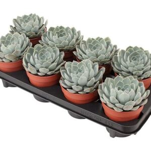 Echeveria Grande Cinza - Ø12 ↕15