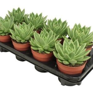 Echeveria Miranda - Ø12 ↕15
