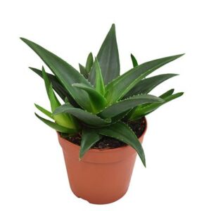 Haworthia Pentagona West Jogoo - Ø12cm - ↕15cm
