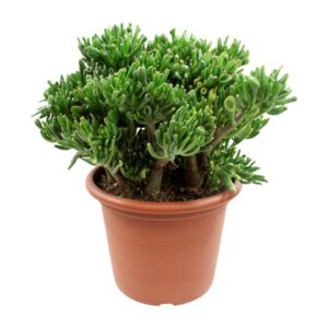 Crassula Ovata Hobbit - Ø30cm - ↕50cm