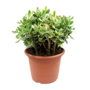 Crassula Sunset - Ø30cm - ↕50cm