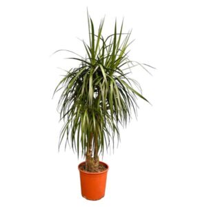 Dracaena Marginata vertakt - 160cm