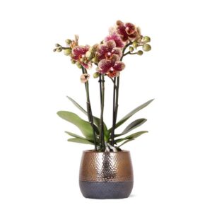 Kolibri Orchids | geel rode Phalaenopsis orchidee – Spain + Elite sierpot copper – potmaat Ø9cm | bloeiende kamerplant in bloempot - vers van de kweker