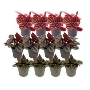 12x Peperomia Mix A