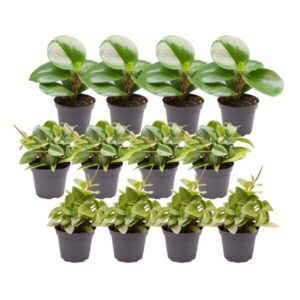 12x Peperomia Mix B