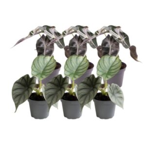 6x Alocasia Mix