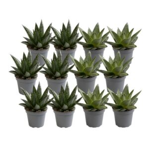 12x Aloe Mix
