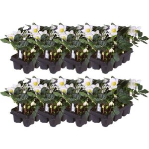 Set van 48 kerstroos planten | 48x Helleborus niger 'Christmas Carol' | 7 cm Ø | 20 cm ↕