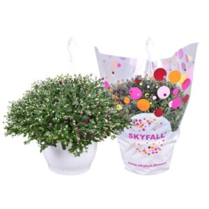 Chrysanthemum Skyfall Carnava - Ø25cm - ↕40cm