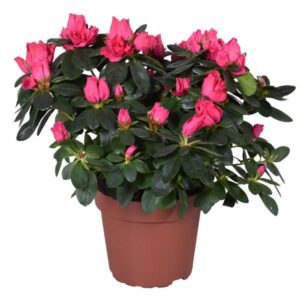 Azalea Nordlicht Vogel - Ø14cm - ↕35cm