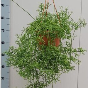 Rhipsalis Cereuscula - Ø20cm - ↕40cm