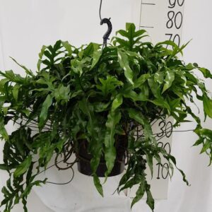 Microsorum Diversifolium - Ø25cm - ↕50cm