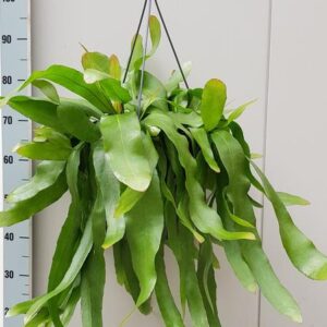 Epiphyllum Pumilum - Ø25cm - ↕60cm