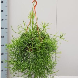 Rhipsalis Heteroclada - Ø20cm - ↕50cm