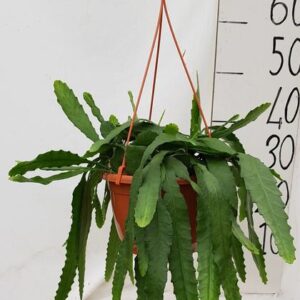 Lepismium Houletianum - Ø20cm - ↕50cm