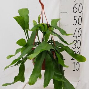 Epiphyllum Oxypetalum - Ø20cm - ↕40cm