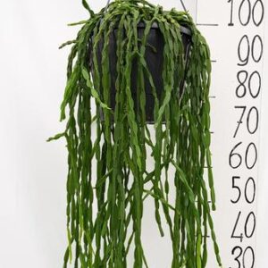Rhipsalis Paradoxa - Ø25cm - ↕70cm