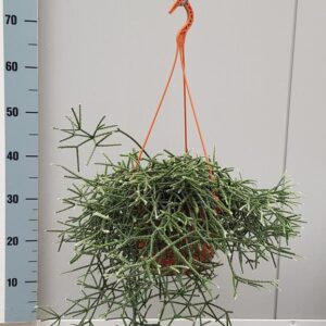 Rhipsalis Pilocarpa - Ø20cm - ↕50cm