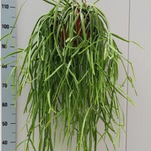 Rhipsalis Trigona - Ø20cm - ↕60cm